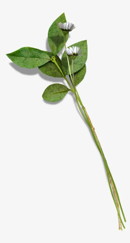 花枝花草红色绿叶花免抠