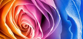 鲜花 花朵 植物 背景高清