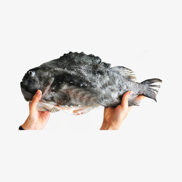 浪浦斯鱼海参斑免抠