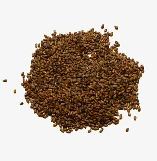 中药材决明子免抠