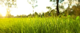 清新绿色草地背景高清