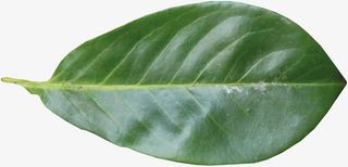 写实童话素材免抠