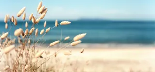 浪漫小草海报背景高清