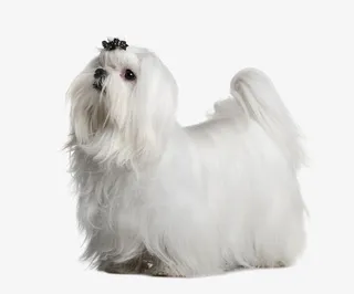 装扮的西施犬免抠