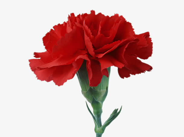 节日鲜花免抠
