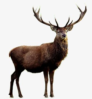 卡通手绘卡通小鹿免抠