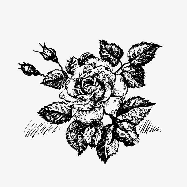 手绘花草复古玫瑰免抠