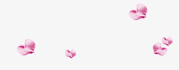 粉色花瓣漂浮元素免抠