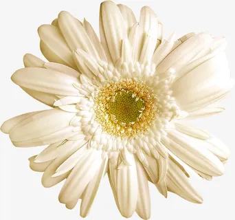 唯美花卉图片花朵素材免抠