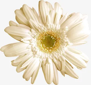 唯美花卉图片花朵素材免抠