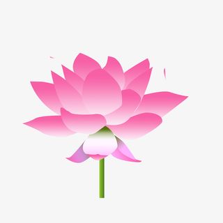 绽放的荷花PNG下载免抠