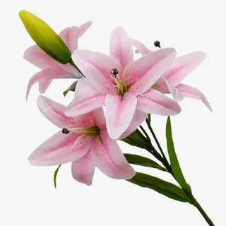 粉色百合一束免抠