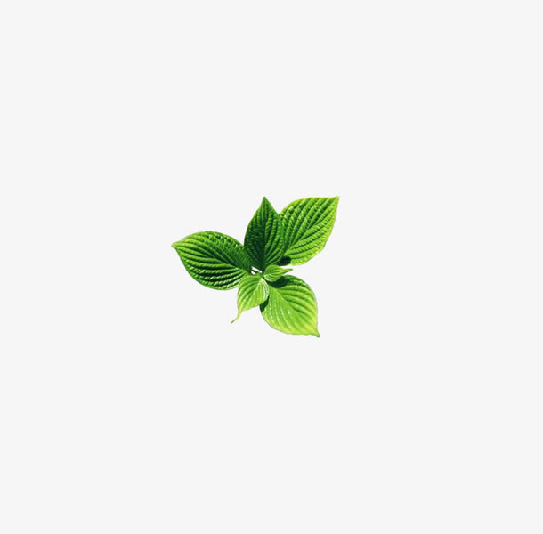 薄荷叶免抠