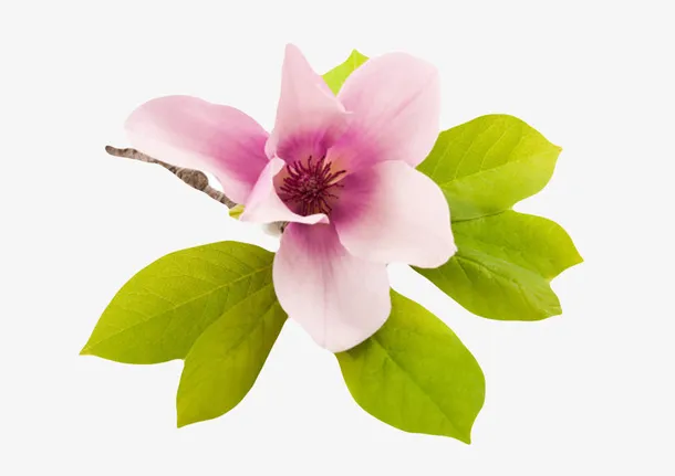 紫白色香味带绿色叶子的玉兰花瓣免抠