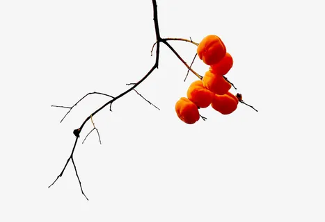 残留在树上的几个柿子免抠