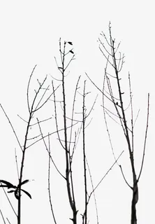 没有树叶的枯树枝免抠