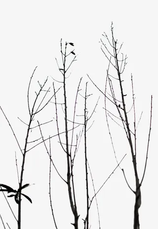 没有树叶的枯树枝免抠