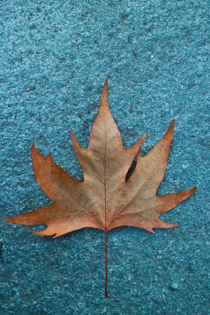 秋季的枫叶背景高清