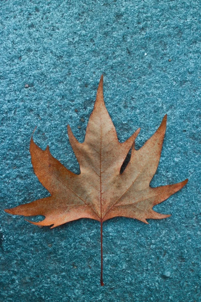 秋季的枫叶背景高清