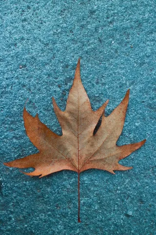 秋季的枫叶背景高清