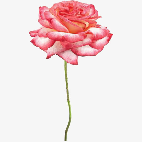 花朵免抠