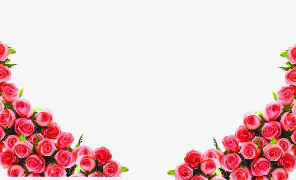 粉色绽放玫瑰边框免抠