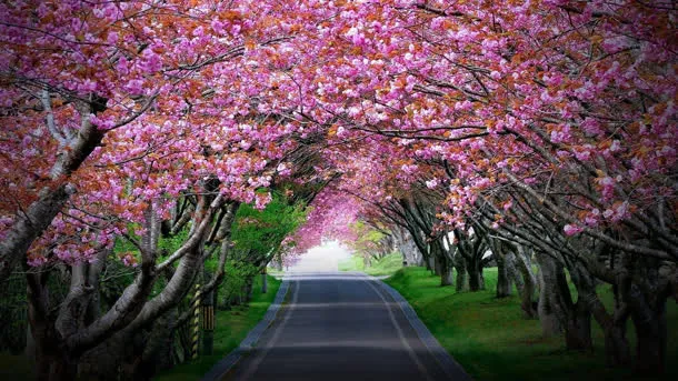 鲜艳的樱花道路草地免抠