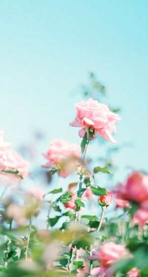 纯洁粉色盛开小花免抠 纯洁粉色盛开小花免抠