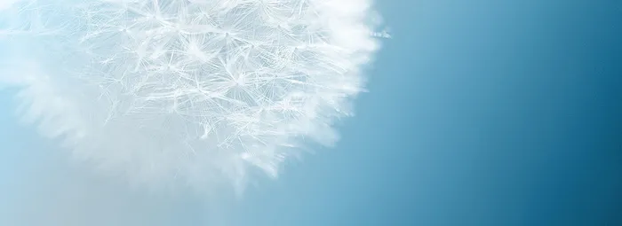 蓝天下的蒲公英图片高清