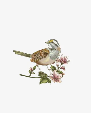 2017花鸟花卉矢量插画免抠