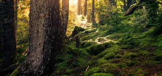 树林摄影风景绿色食品海报背景高清