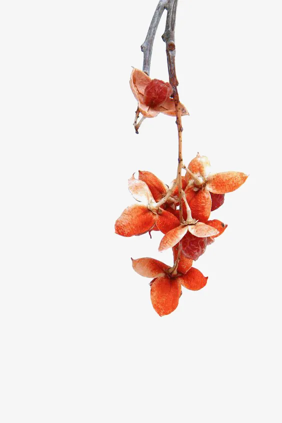橙色花瓣免扣元素免抠