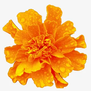 实物含露珠黄色康乃馨素材免抠