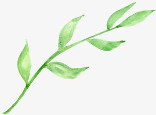 手绘绿叶装饰元素免抠