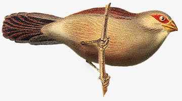 站在树枝小鸟免抠