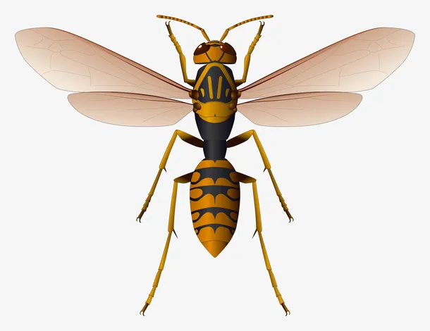 蜜蜂PNG图片免抠