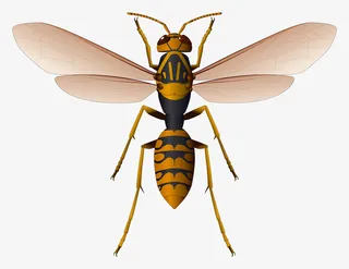 蜜蜂PNG图片免抠