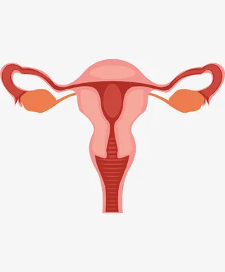 卵巢正面展示效果图免抠