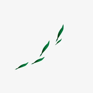 落叶飘叶免抠