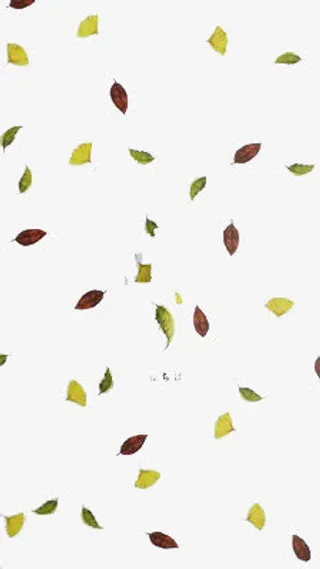 冬天的落叶免抠