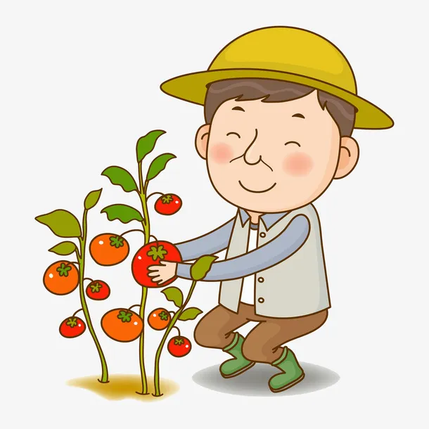 摘西红柿的农民免抠图免抠