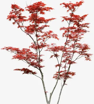 枫树红色枫叶免抠