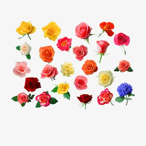 24朵各色玫瑰花素材图片免抠