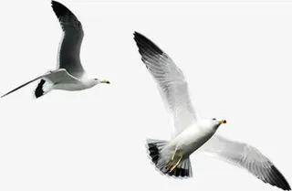 黑白飞鸟美景海鸟免抠装饰动物元素