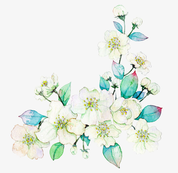 白色鲜花免抠