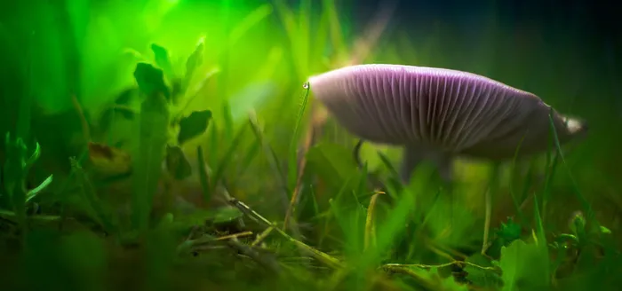 原始森林野生菌菇背景高清