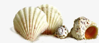 海螺元素免抠