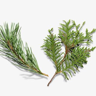 松树枝免抠动植物植物元素