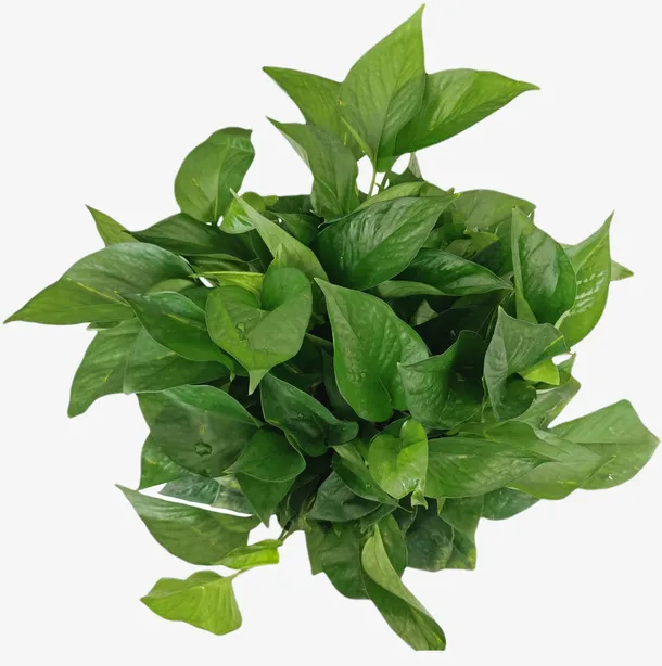 盆裁 绿叶 照片 摄影免抠