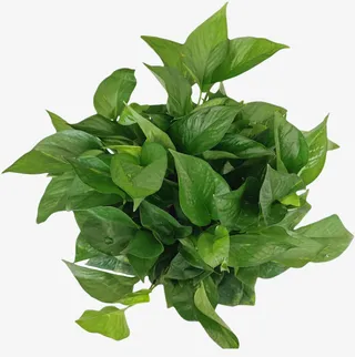 盆裁 绿叶 照片 摄影免抠